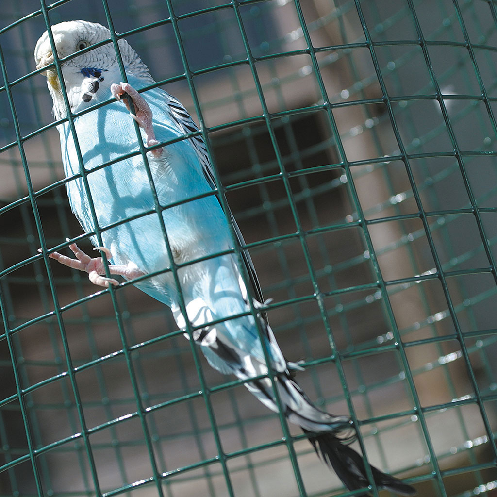 Net made of plastic-coated galvanized wire with square mesh